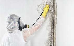 Professional Mold Inspection in Sand Point, AK